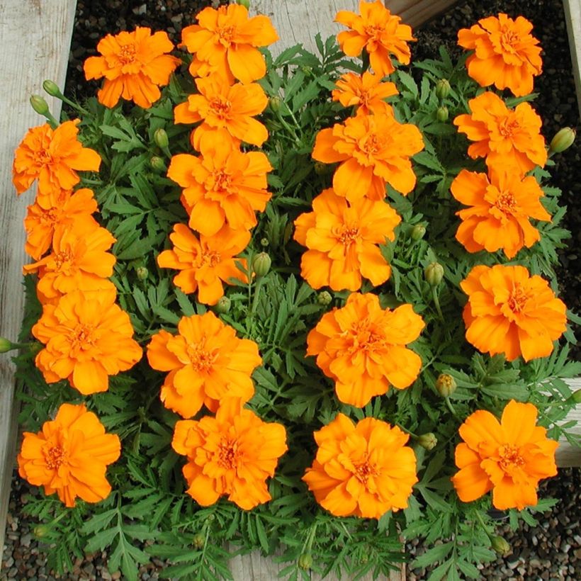 Tagetes patula Queen Orange (Plant habit)