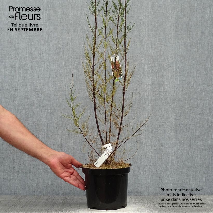 Tamarix ramosissima Rubra 3L/4L pot sample as delivered in autumn