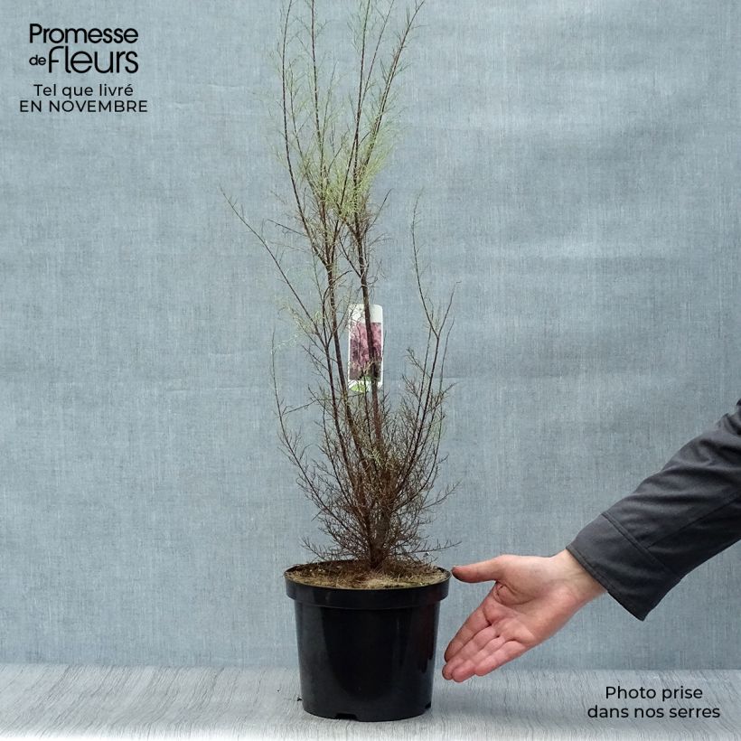 Tamarix parviflora 3L/4L pot sample as delivered in autumn