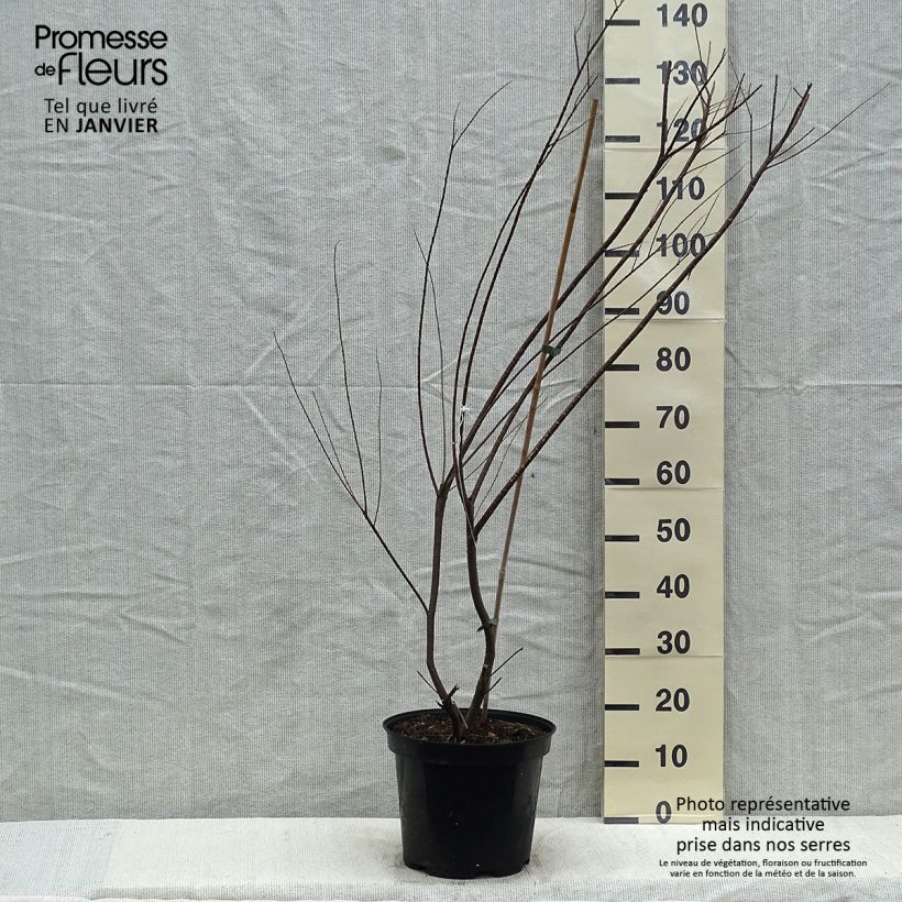 Tamarix tetrandra 4L/5L pot sample as delivered in winter
