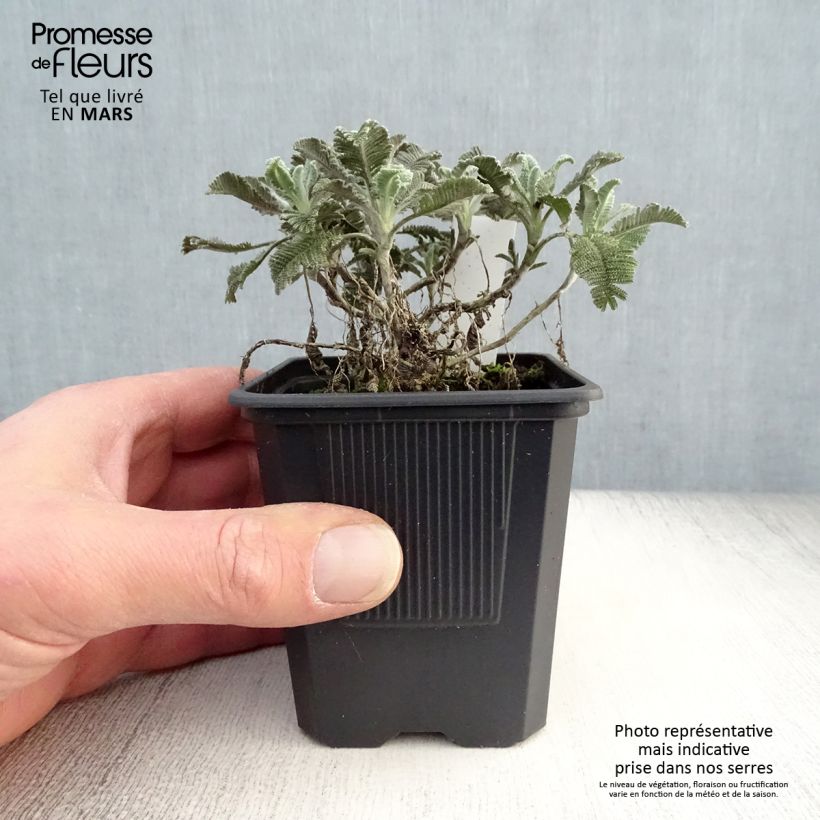 Tanacetum haradjanii 7/8 cm pot sample as delivered in spring