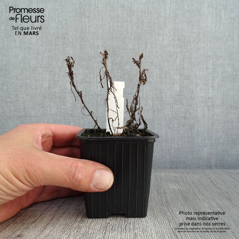 Tanacetum haradjanii 7/8 cm pot sample as delivered in winter