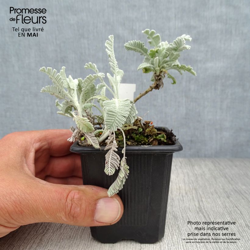 Tanacetum haradjanii Little Frosty 8/9 cm pot sample as delivered in spring