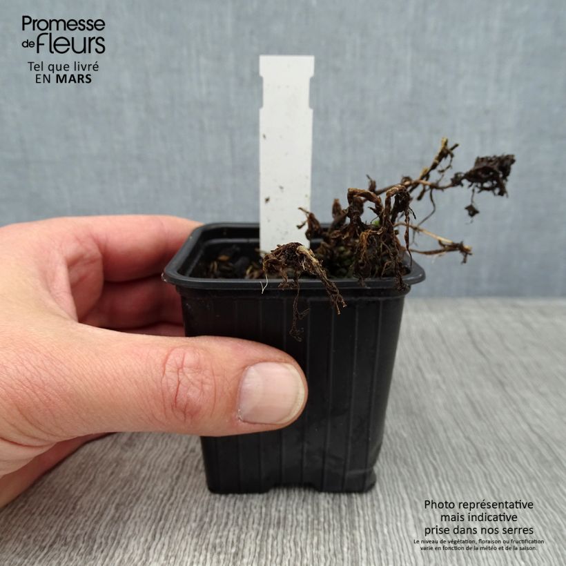 Example of Tanacetum haradjanii Little Frosty 8/9 cm pot as you get in hiver