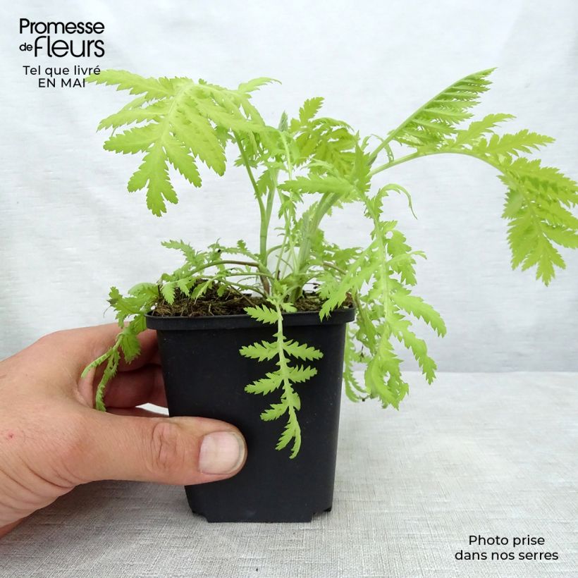 Tanacetum vulgare Isla Gold 8/9 cm pot sample as delivered in spring