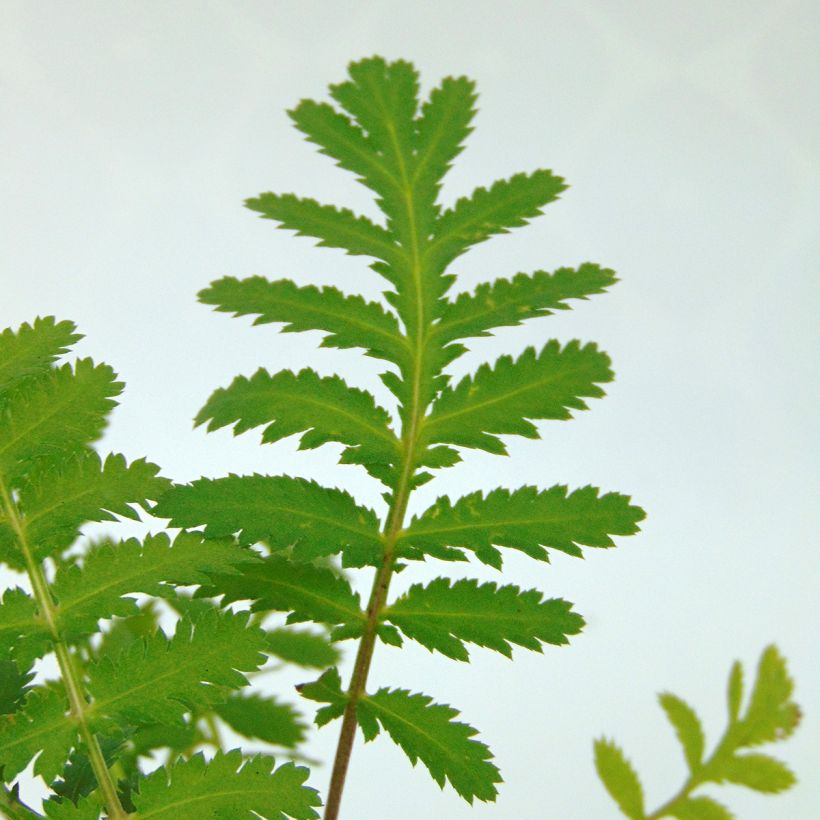 Tanacetum vulgare (Foliage)