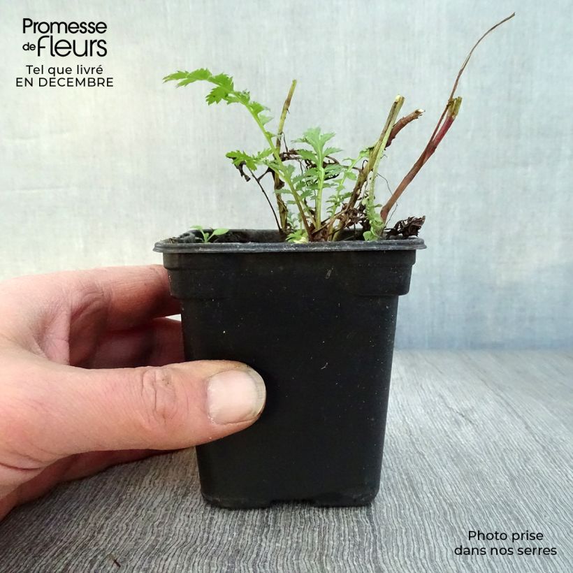Tanacetum vulgare  8/9 cm pot sample as delivered in winter