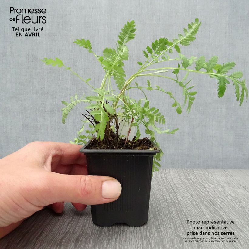 Tanacetum vulgare  8/9 cm pot sample as delivered in spring