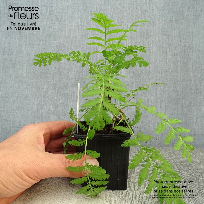 Tanacetum vulgare  8/9 cm pot sample as delivered in autumn
