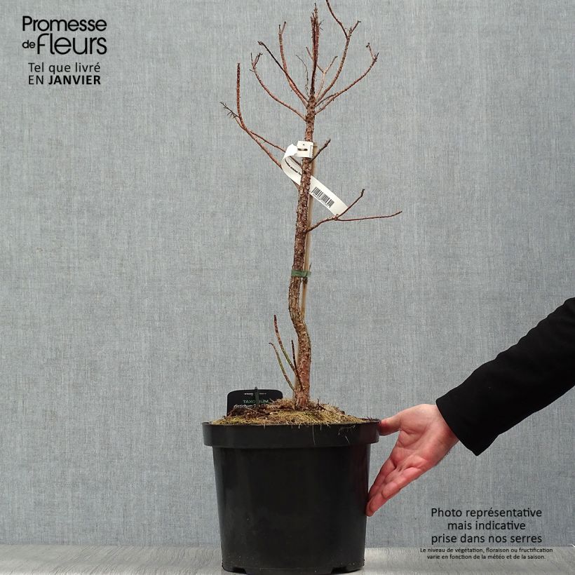 Taxodium distichum Pevé Minaret - Swamp cypress 6L/7L pot sample as delivered in winter