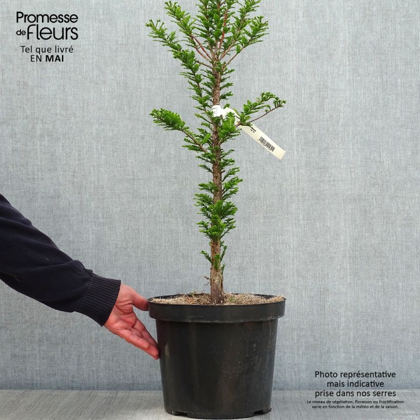 Taxodium distichum Pevé Minaret - Swamp cypress 6L/7L pot sample as delivered in spring