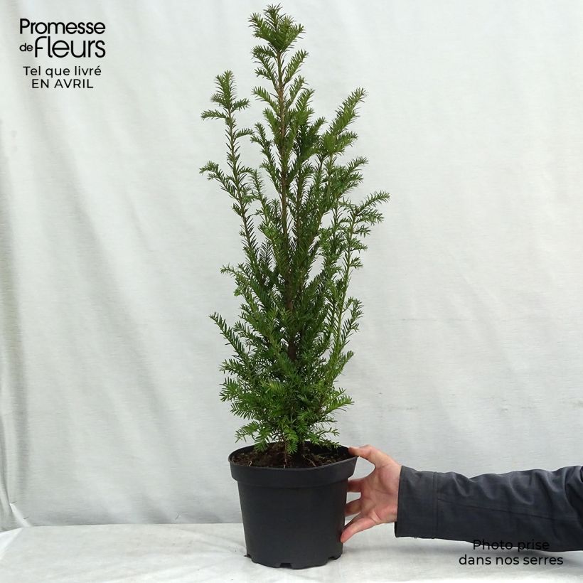 Taxus baccata - Yew 4L/5L pot sample as delivered in spring