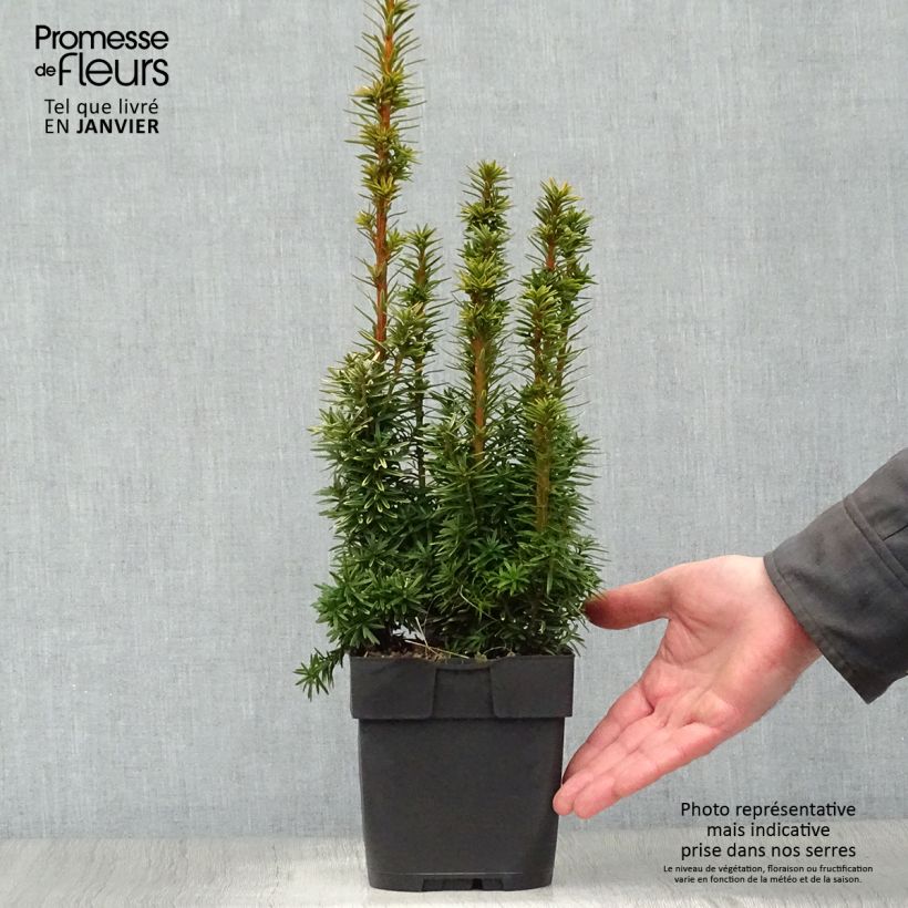 Taxus baccata David - Yew 2L/3L pot sample as delivered in winter