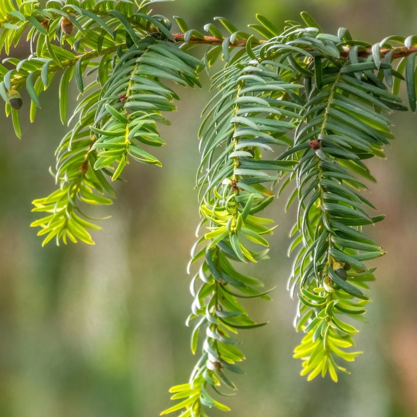 Taxus baccata Dovastoniana - Yew (Foliage)