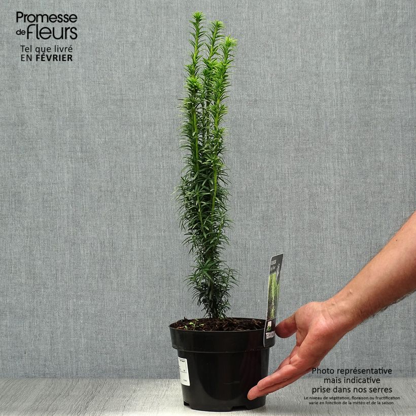 Taxus baccata Ivory Tower - Yew 2L/3L pot sample as delivered in autumn