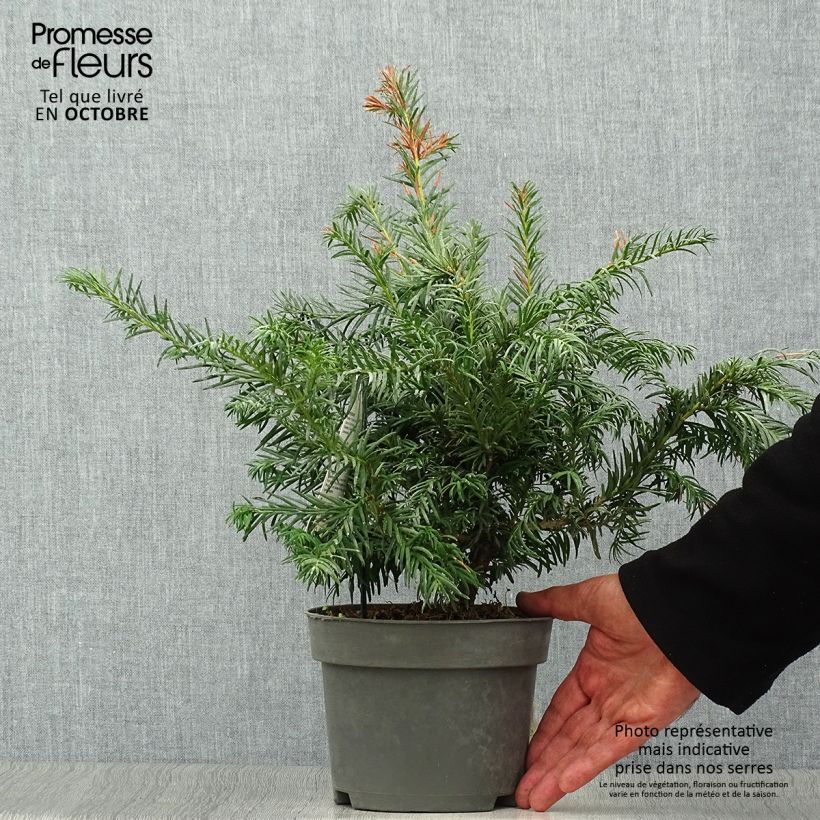 Taxus baccata Repandens - Yew 2L/3L pot sample as delivered in autumn