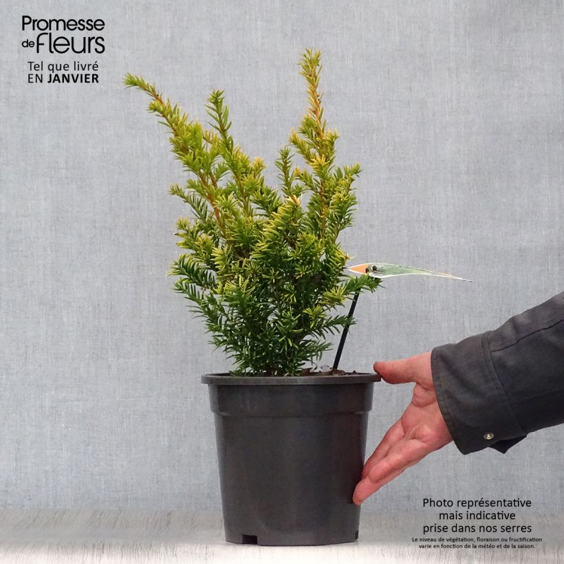 Taxus baccata Semperaurea - Yew 2L/3L pot sample as delivered in winter