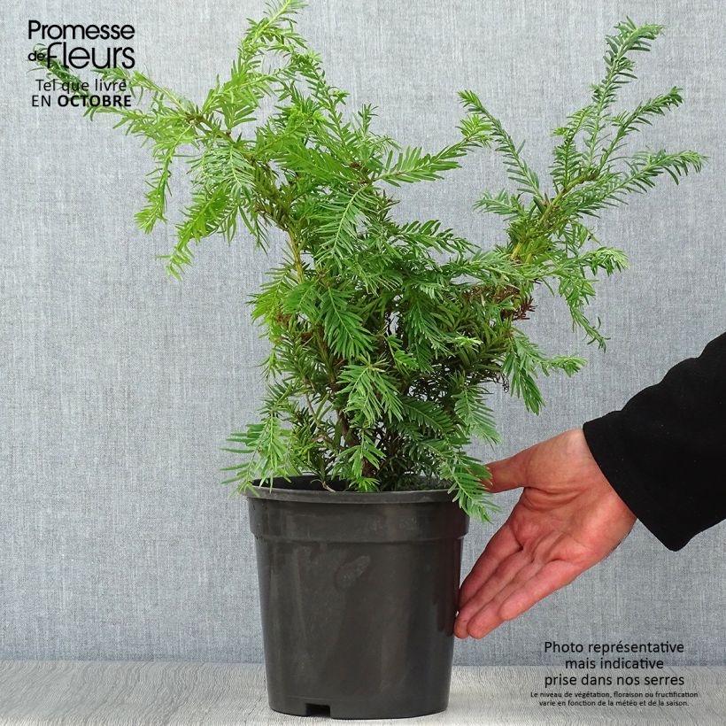 Taxus baccata Semperaurea - Yew 2L/3L pot sample as delivered in autumn