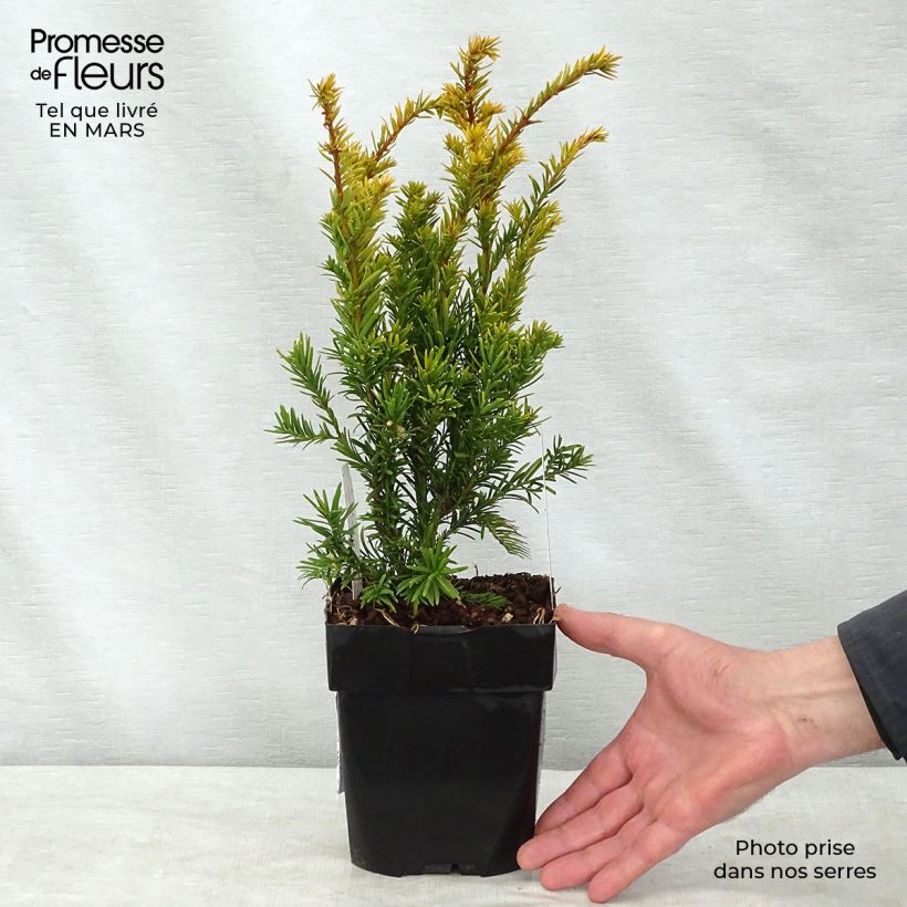 Taxus baccata Semperaurea - Yew 2L/3L pot sample as delivered in spring