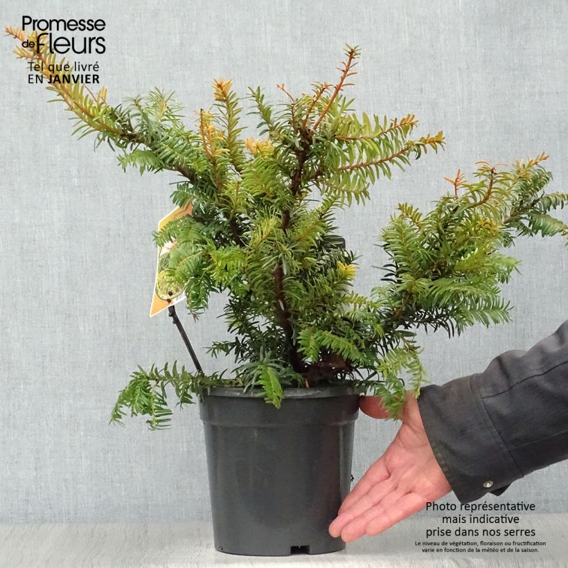 Taxus baccata Summergold 2L/3L pot sample as delivered in winter