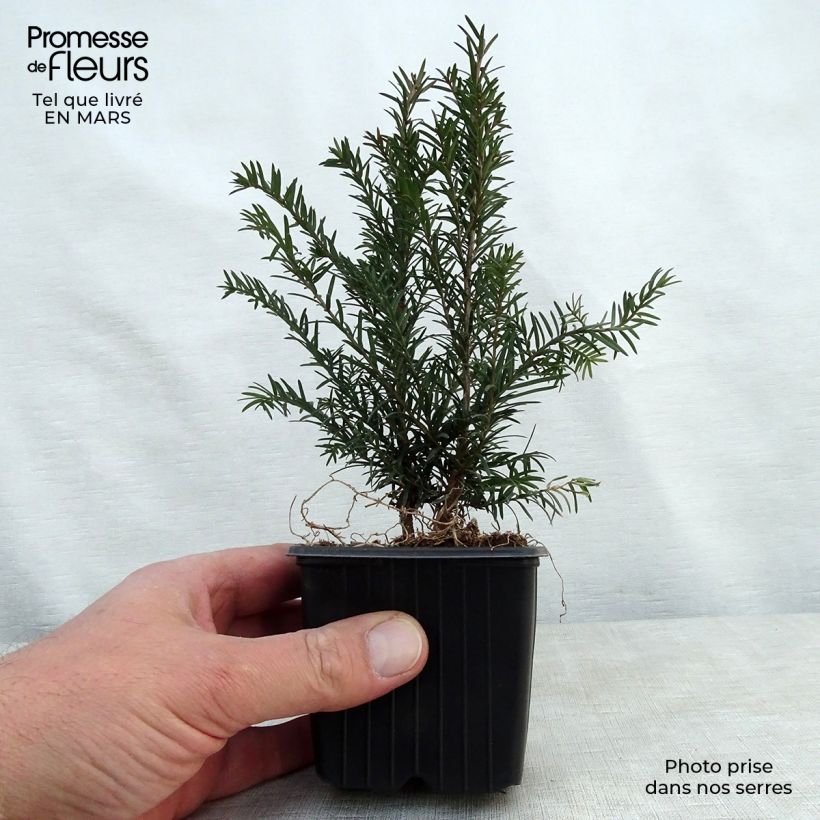 Taxus baccata - Yew 8/9 cm pot sample as delivered in spring