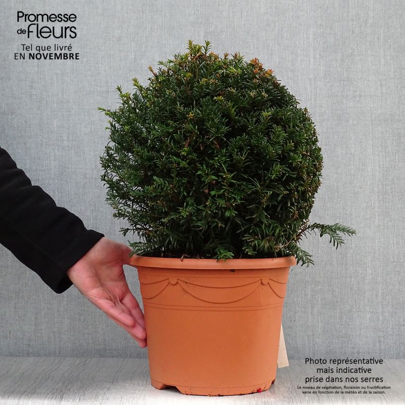 Taxus baccata - Bowl Shape Yew 7.5L/10L pot sample as delivered in autumn