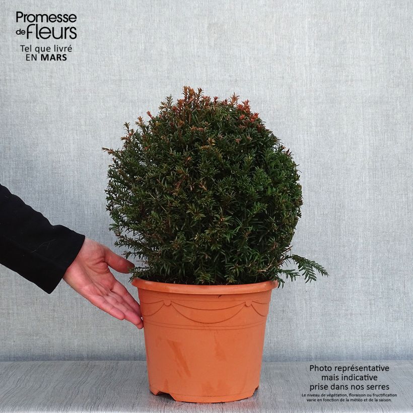 Taxus baccata - Bowl Shape Yew 7.5L/10L pot sample as delivered in winter