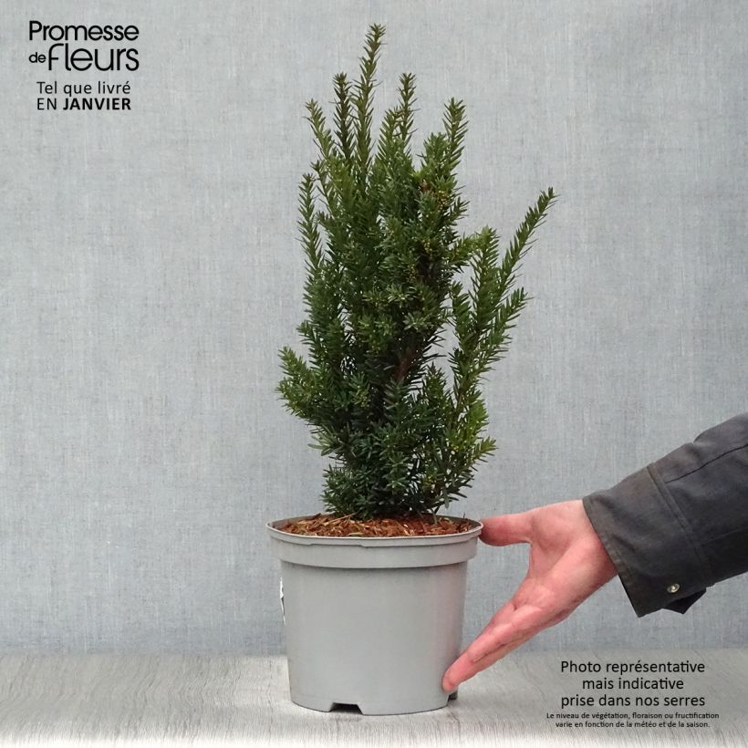 Taxus media Hillii - Yew 2L/3L pot sample as delivered in winter