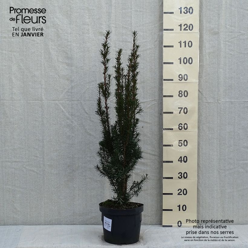 Taxus media Hicksii - Yew 7.5L/10L pot sample as delivered in winter
