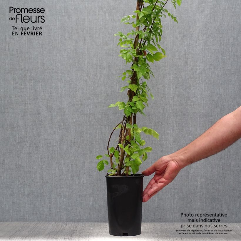 Tecoma capensis 2L/3L pot sample as delivered in autumn