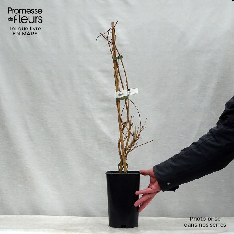 Tecoma capensis 2L/3L pot sample as delivered in spring