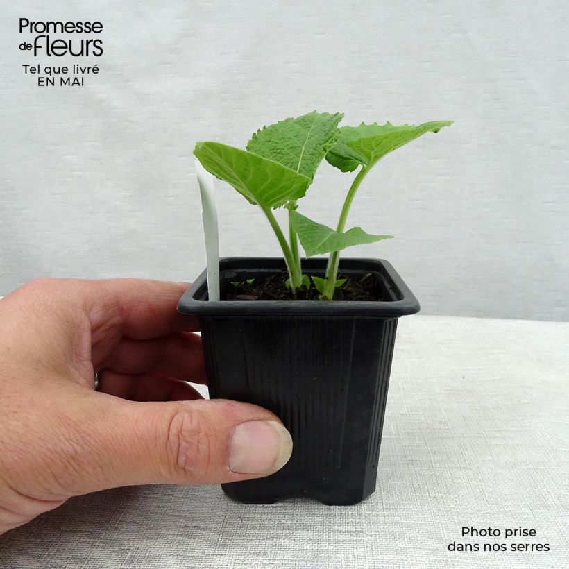 Telekia speciosa 8/9 cm pot sample as delivered in spring