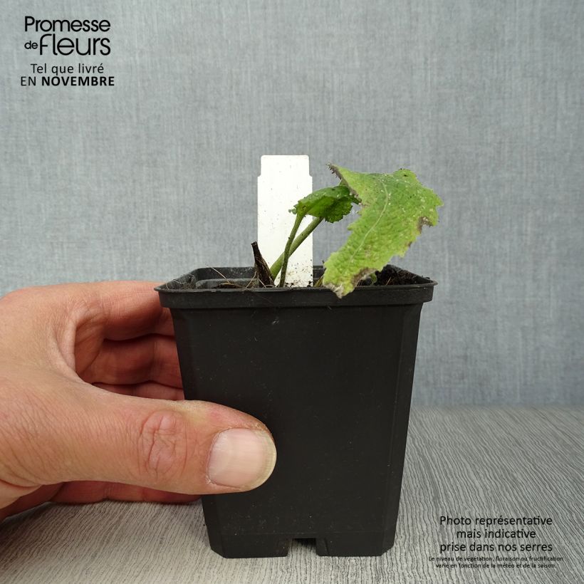 Telekia speciosa 8/9 cm pot sample as delivered in autumn