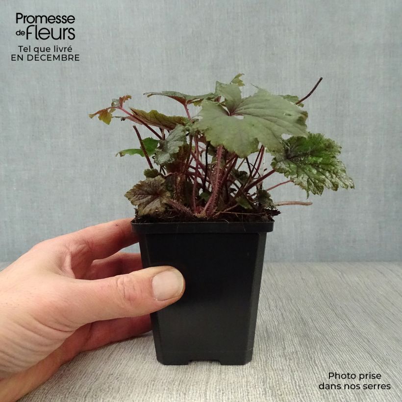 Tellima grandiflora Rubra 8/9 cm pot sample as delivered in winter