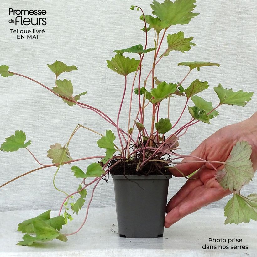 Tellima grandiflora Rubra 8/9 cm pot sample as delivered in spring