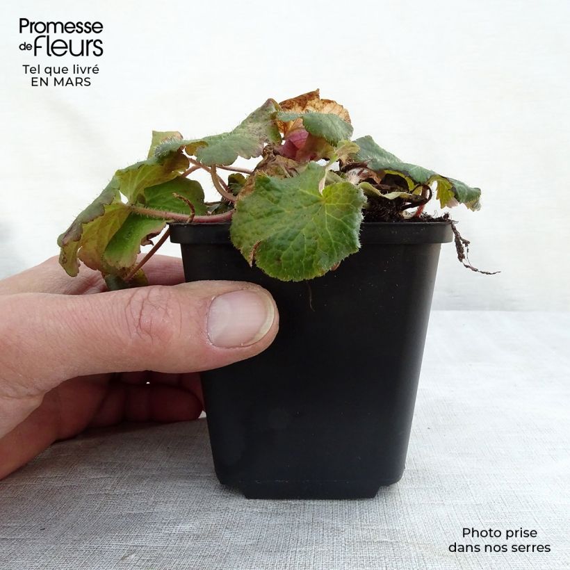 Tellima grandiflora 8/9 cm pot sample as delivered in spring