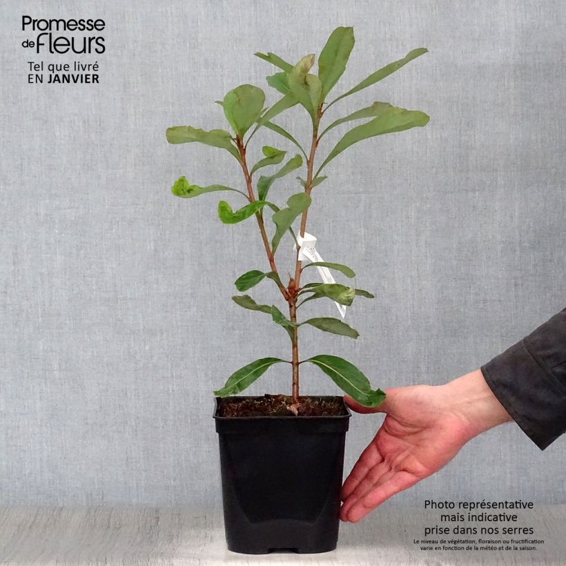 Telopea Emperors Torch 2L/3L pot sample as delivered in winter