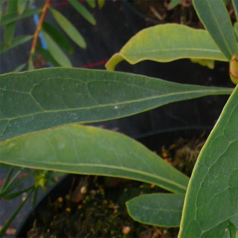 Telopea Emperors Torch (Foliage)