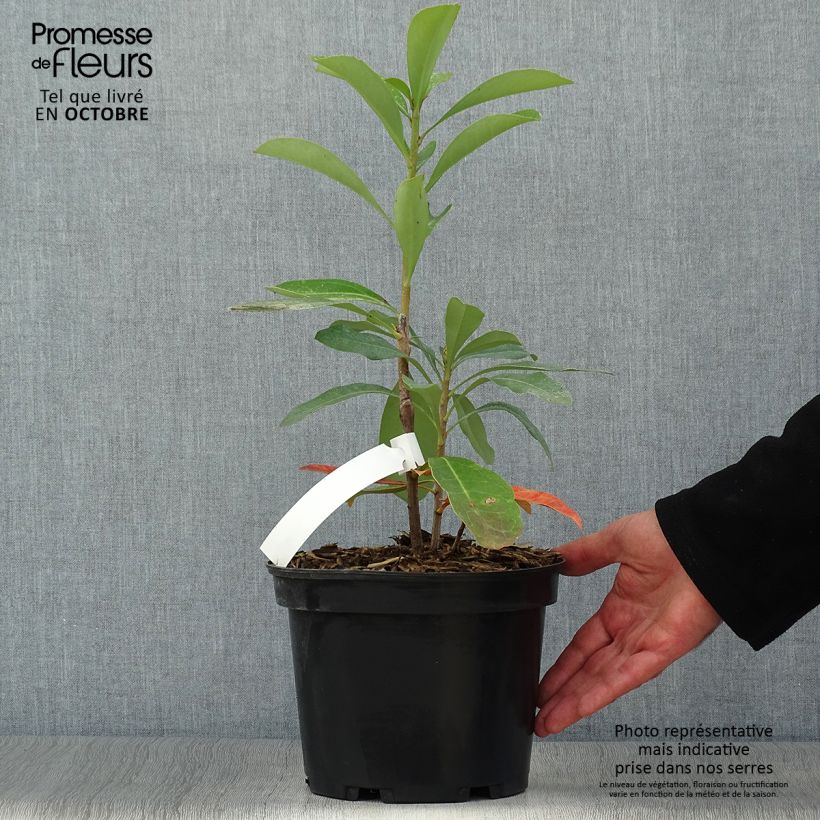 Telopea Emperors Torch 2L/3L pot sample as delivered in autumn