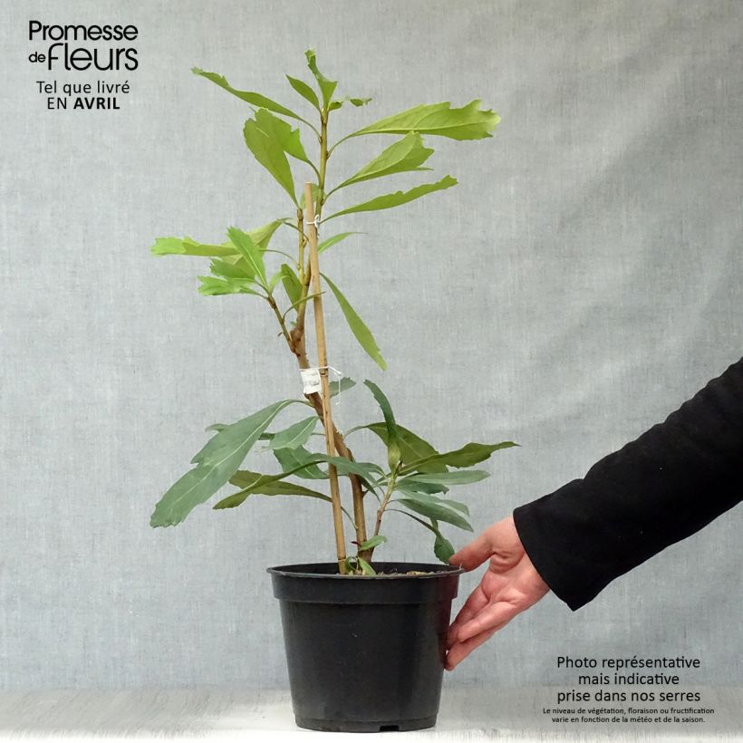 Telopea Shady Lady Yellow 4L/5L pot sample as delivered in spring