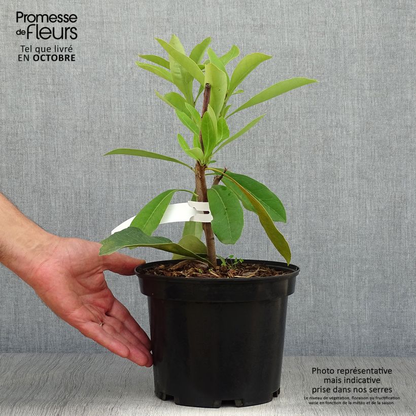 Telopea speciosissima 4L/5L pot sample as delivered in autumn