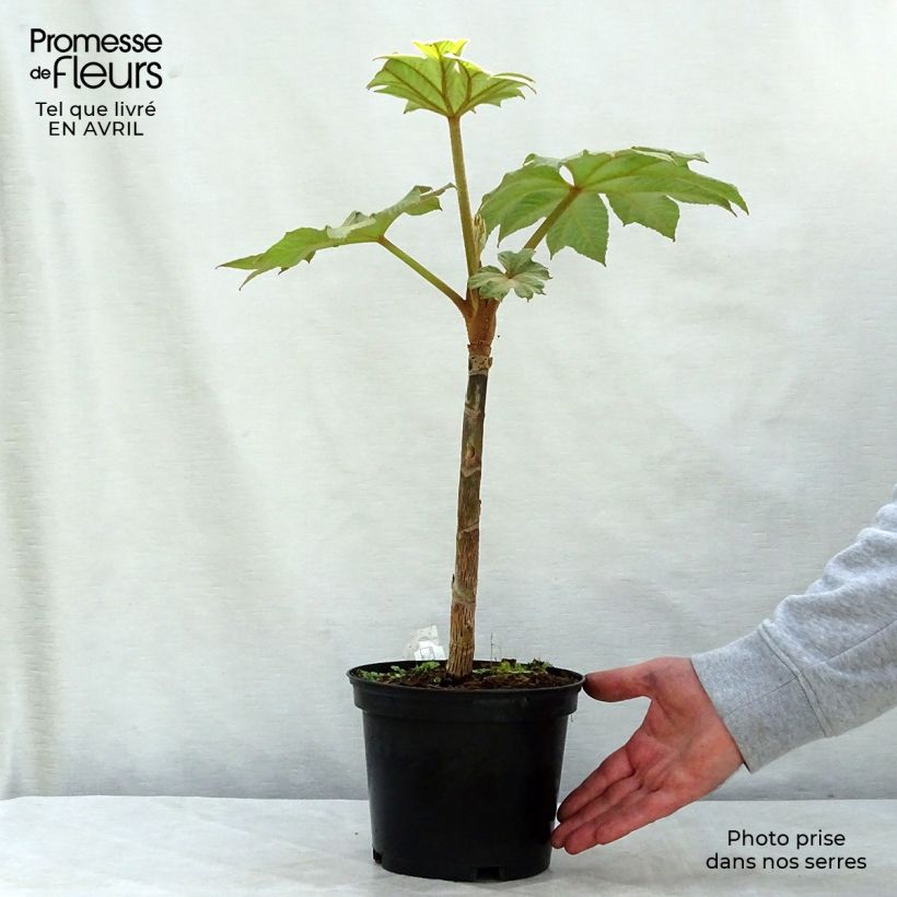 Tetrapanax papyrifera Rex - Chinese rice-paper Plant 3L/4L pot sample as delivered in spring