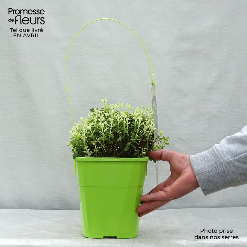 Teucrium lucidrys Lucky Gold - Germander 4L/5L pot sample as delivered in spring