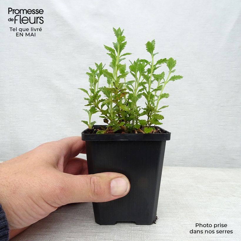 Teucrium chamaedrys Alba - Germander 8/9 cm pot sample as delivered in spring