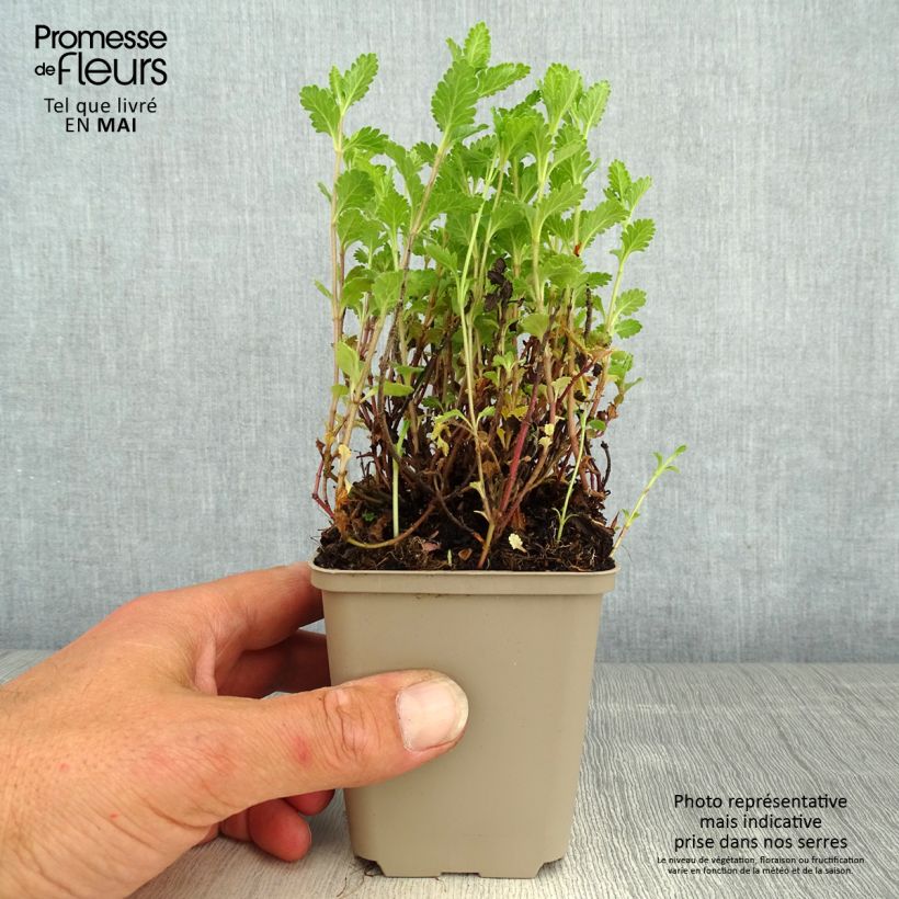 Teucrium chamaedrys Wild Form - Germander 8/9 cm pot sample as delivered in spring