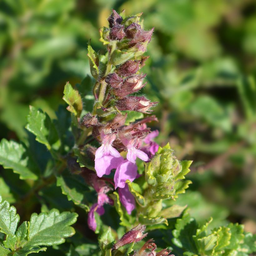 Teucrium chamaedrys Wild Form - Germander (Flowering)