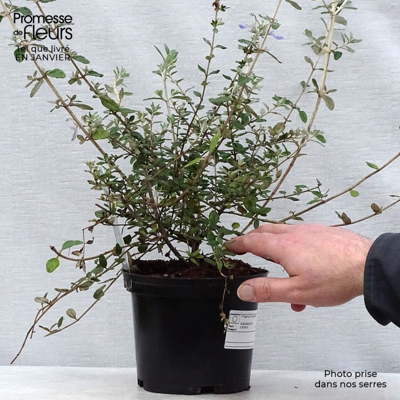 Teucrium fruticans Azureum - Tree Germander 2L/3L pot sample as delivered in winter