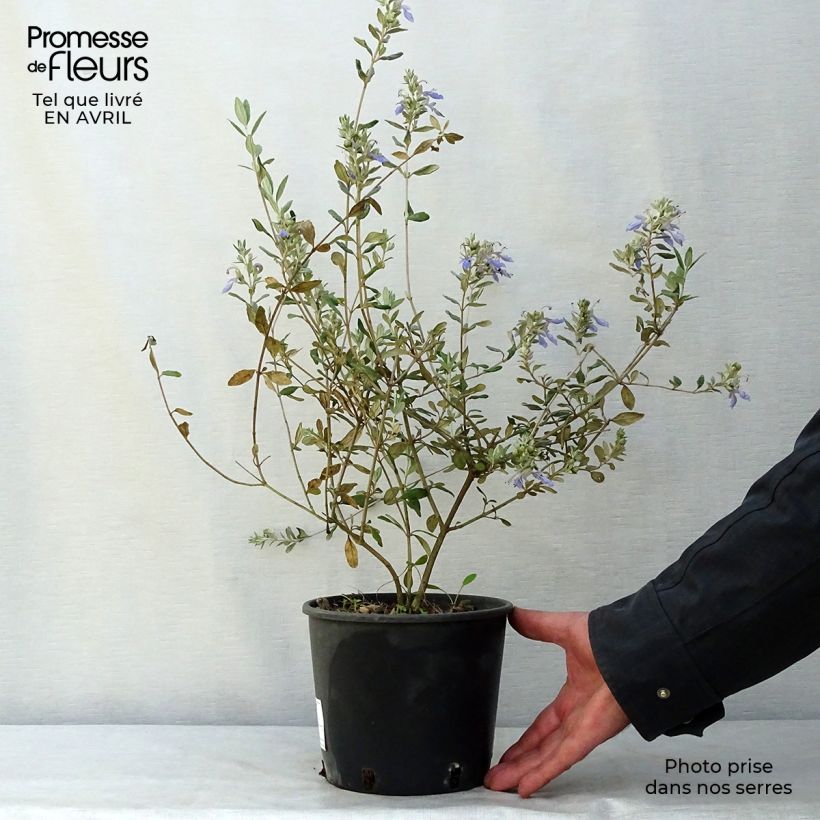Teucrium fruticans Azureum - Tree Germander 2L/3L pot sample as delivered in spring