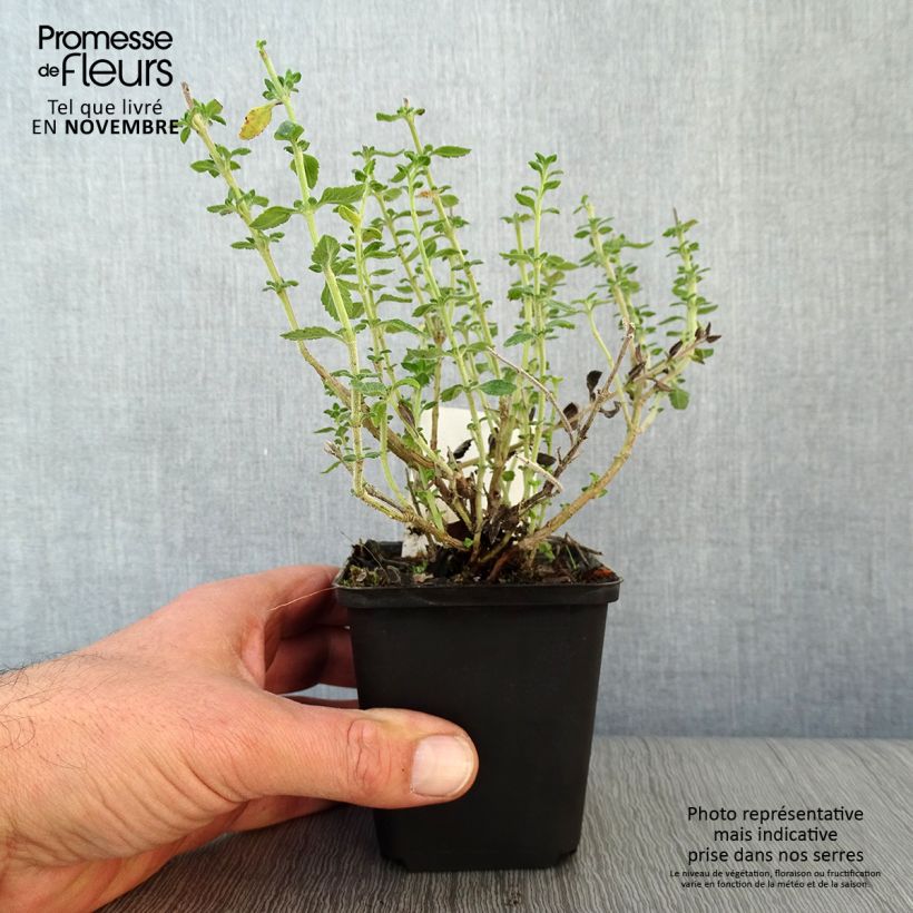 Teucrium x lucidrys  8/9 cm pot sample as delivered in autumn