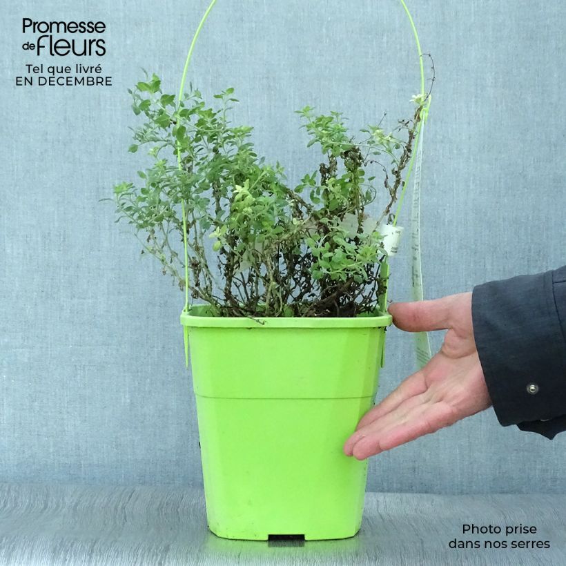 Teucrium lucidrys Lucky Gold - Germander 4L/5L pot sample as delivered in winter